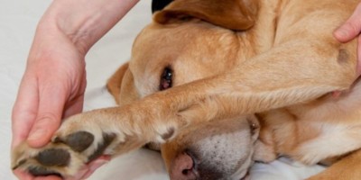 veterinaria-osteopatia-labrador