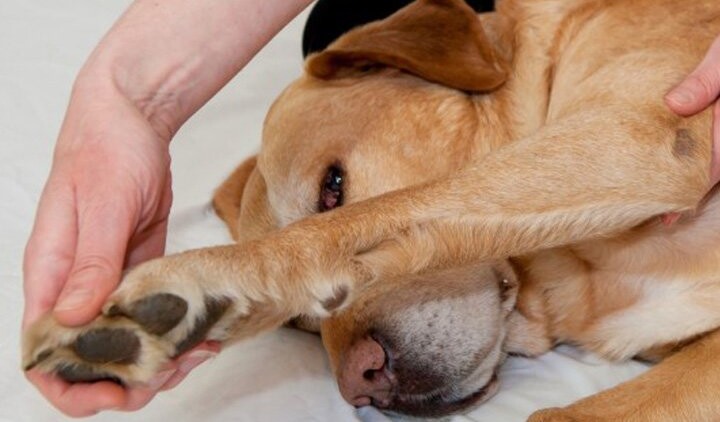 veterinaria-osteopatia-labrador