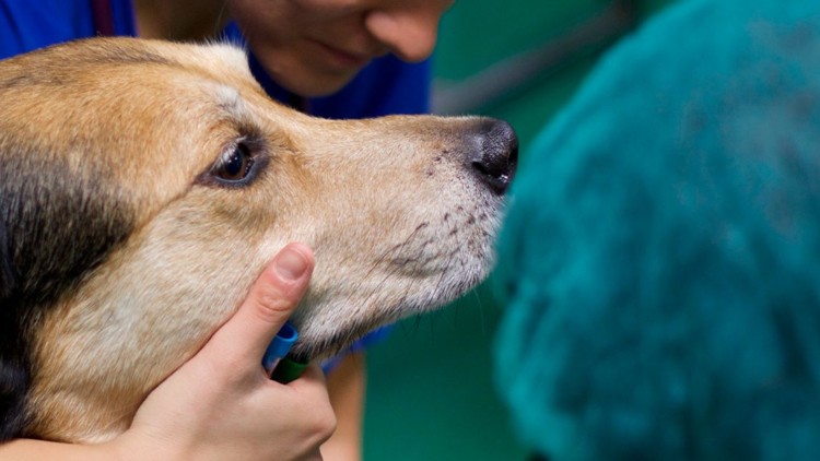 Medicina Veterinaria non convenzionale in Italia: stato dell’arte