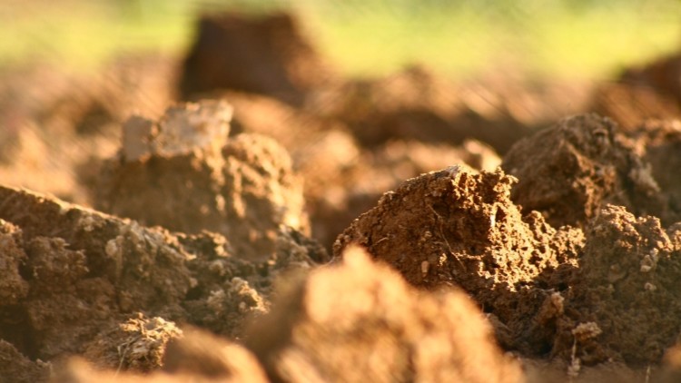Cataplasma di terra vergine