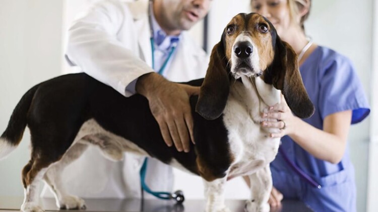 veterinaria-osteopatia-cane