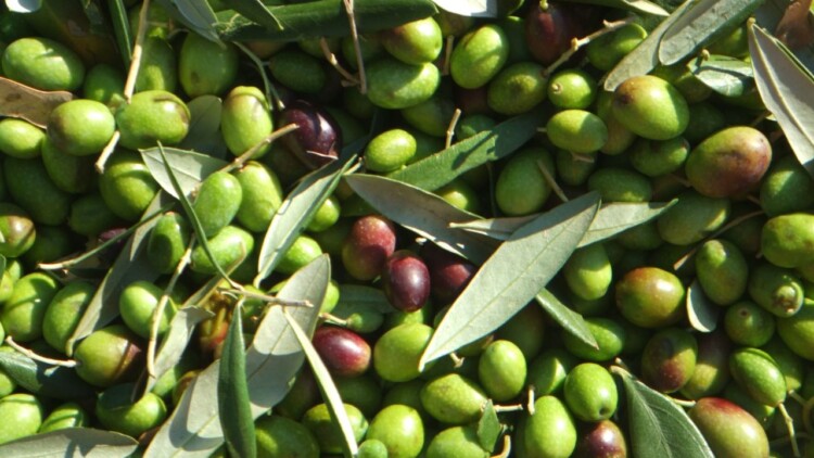 coratina-extravergine-oliva-olio