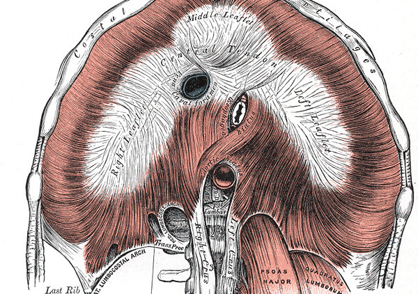 Aumento dell’escursione diaframmatica in seguito a tecniche osteopatiche