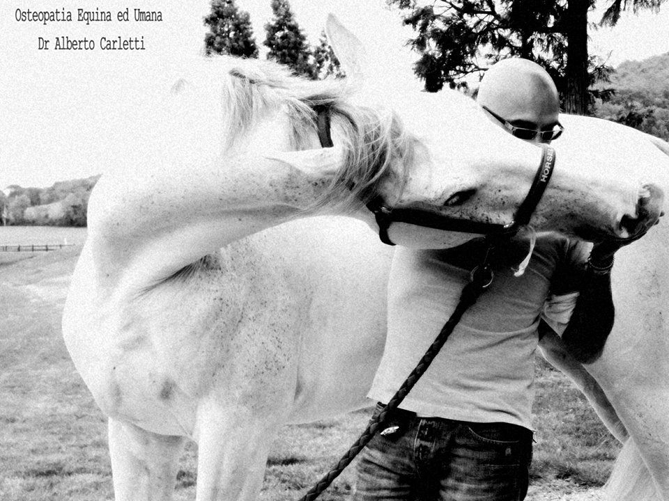 cavallo-osteopata-equitazione