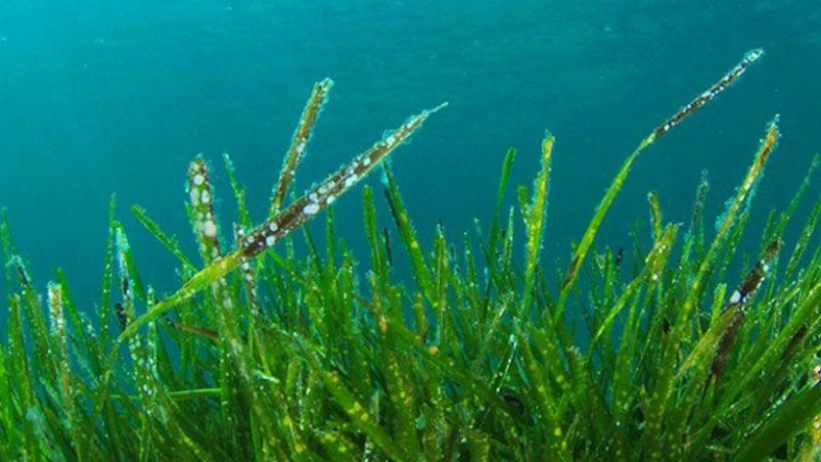 I benefici dell’alga Spirulina