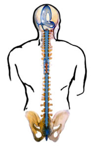 il sistema cranio sacrale in osteopatia
