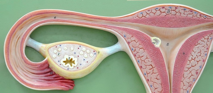 Endometriosi E Dolore Pelvico Miofasciale Quali Opportunita Per Le Terapie Manuali Tuttosteopatia It