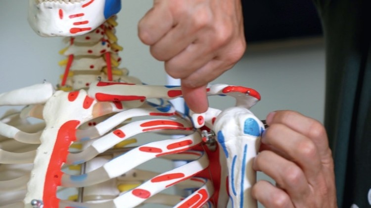 Cosa sono le lesioni intraossee e come l’osteopatia lavora su di esse